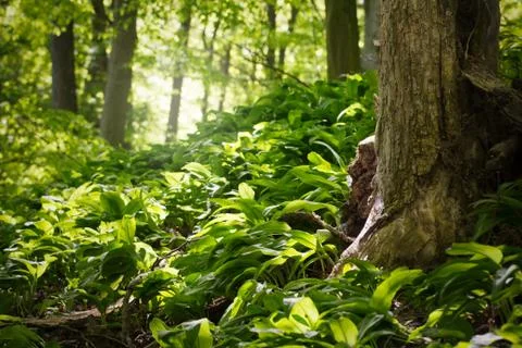Springtime in green forest Stock Photos
