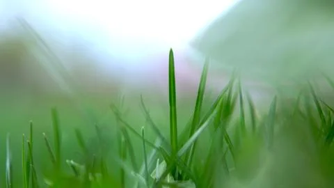 Springtime green grass close up background blurre Stockfoto's
