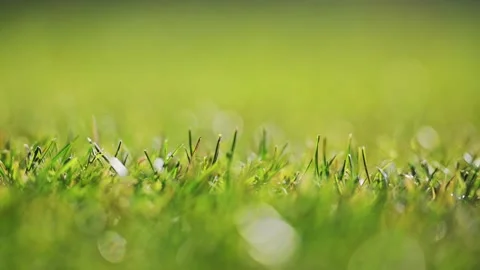 Springtime green grass in macro slow motion, capturing nature s beauty on a Stock Footage 298236121