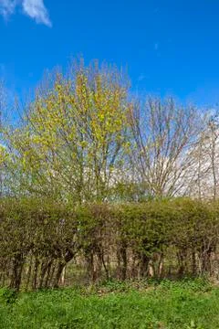 Springtime hedgerow Stock Photos