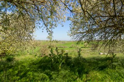 Springtime: hilly landscape width flowery tree. Stock Photos