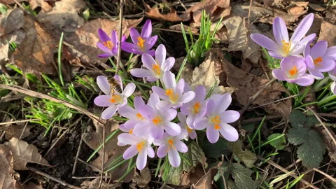 Springtime. honey bee looking for poles in a crocus meadow 스톡 동영상 149678704