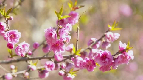 Springtime Honey Bee Pollinating Pink Cherry Blossom Flowers on a Sunny Day Stock Footage 342001780