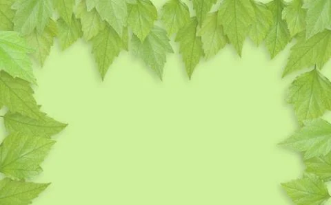 Springtime image with light green leaves and blank background for copy Stock Photos