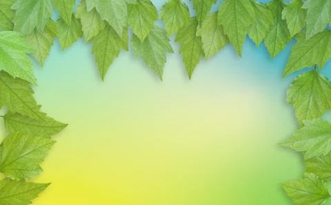 Springtime image with light green leaves and spring summer color background Stock Photos