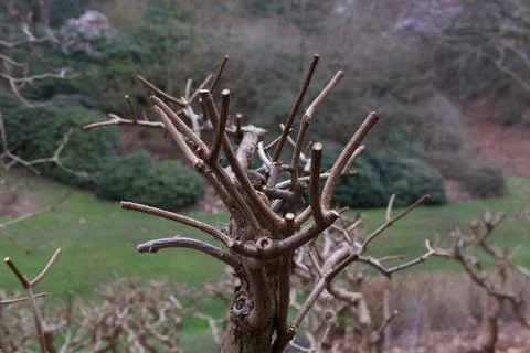 Springtime image of tree or bush having been printed with no foliage Stock Photos