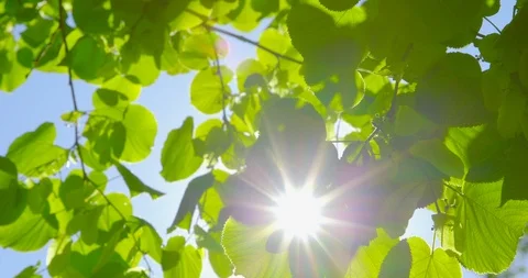 Springtime impressions - beautiful backlit leaves on a sunny day Vídeo Stock 104828776