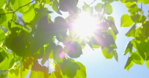 Springtime impressions - beautiful backlit leaves on a sunny day Vidéo 104828874