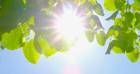 Springtime impressions - beautiful backlit leaves on a sunny day Stock-Footage 104829532