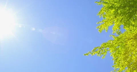 Springtime impressions - a beautiful beech tree against a clear blue sky Vidéo 105250317