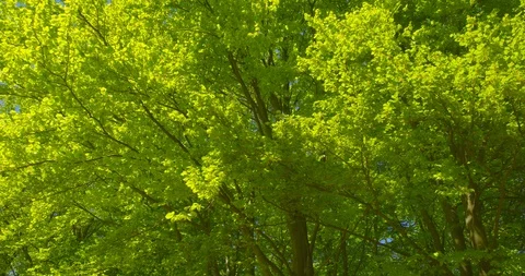 Springtime impressions - beautiful beech trees against a clear blue sky Stock-Footage 105249323
