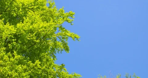 Springtime impressions - beautiful beech trees against a clear blue sky Vidéo 105250563