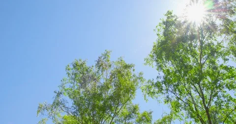 Springtime impressions - beautiful birch trees are swaying in the wind Vidéo 104871923