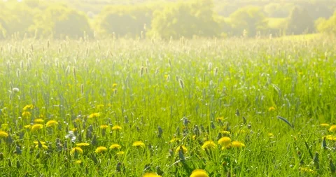 Springtime impressions - a beautiful meadow - camera pan Vidéo 105795273