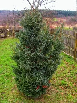 Springtime Juniper Stock Photos