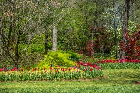 Springtime landscape blooming Stock Photos