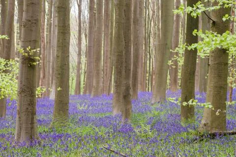 Springtime landscape in the blue forest Foto stock