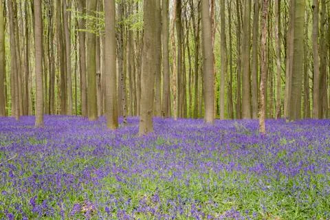Springtime landscape in the blue forest Stock Photos
