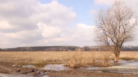 Springtime landscape, flood. Tree end sky. Stock Footage 62865443