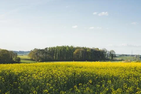Springtime landscape with flowering rapessed fields in Belgium Stock Photos