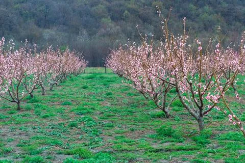 Springtime landscape with peach tree orchards in the countryside Stock-Fotos