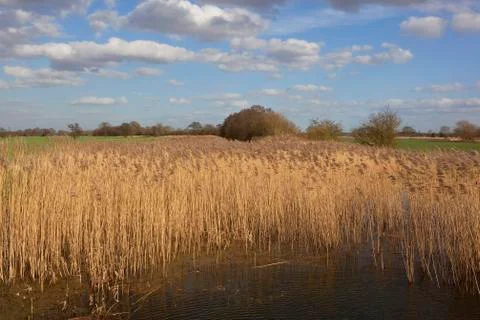 Springtime landscape Stock Photos