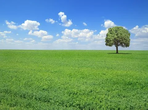 Springtime landscape Stock Photos
