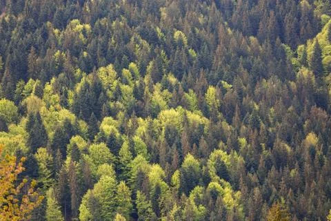 Springtime landscape in Transylvania Stock Photos