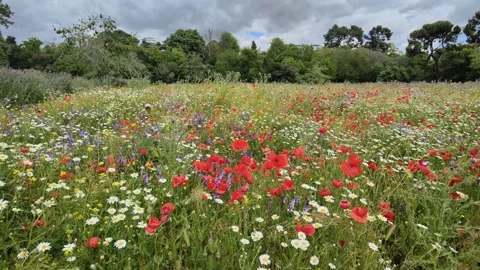 Springtime landscape with wild flowers moving with the breeze Stock Footage 274505003
