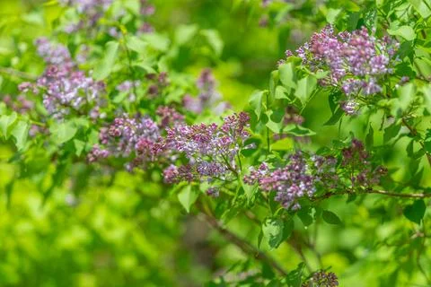 Springtime lavender shrub bursting. Vivid springtime scene featuring abundant Stock Photos