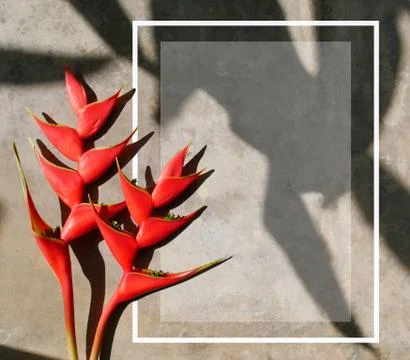Springtime layout  template with red heliconia flowers. Stock Photos