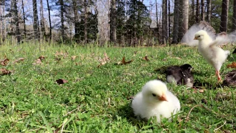 Springtime Leap: A Chick's Slow-Motion Jump Stock Footage 272615429