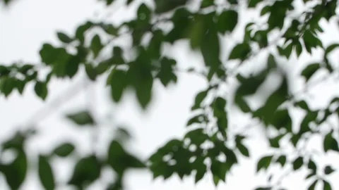 Springtime leaves blowing in the wind on a river birch Stock Footage 128648905