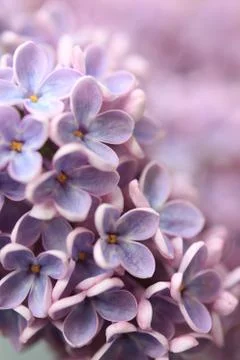 Springtime lilac background, close up Stock Photos