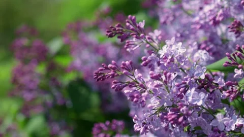 Springtime Lilac blossom in the garden with light wind Stock Footage 194137201