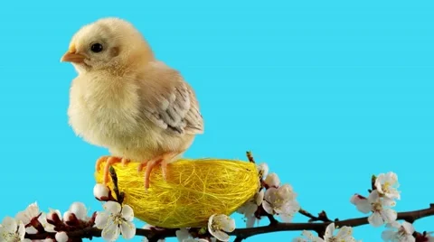 Springtime, little bird (chicken) sitting in the nest on blossom branch Stock Footage 63166127