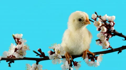 Springtime, little chick on the branch with flowers Stock Footage 63165685