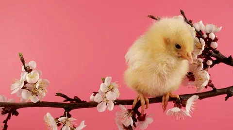 Springtime, little chicken (bird) sits on the branch with flowers and chirps Stock Footage 63166589