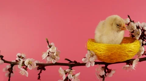 Springtime, little chicken sits in the nest on the blossom tree branch Stock Footage 63166659