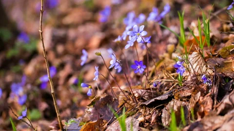 Springtime liverworts flowers. Stock Footage 58650350