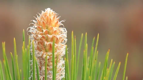 Springtime longleaf pine bud Stock Footage 42671469