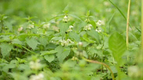 Springtime macro recording of white nettle flowers on an organic field, per.. Stock Footage 274756978