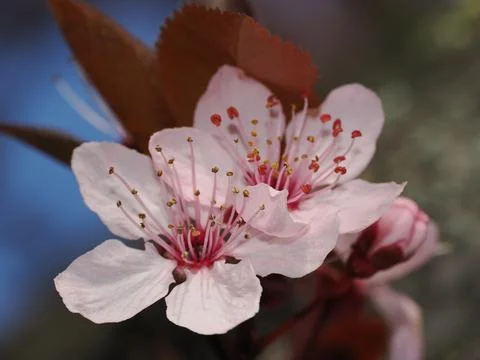 Springtime macro shot Foto stock