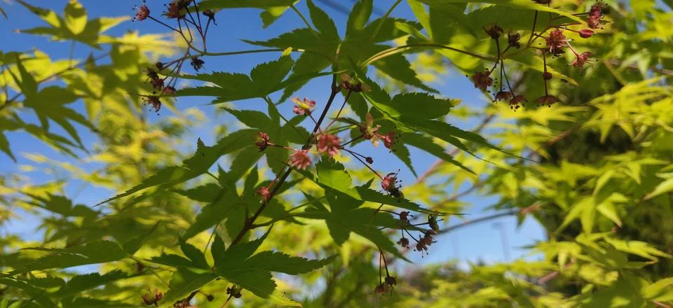 Springtime maple branches with blossoms Stock Photos