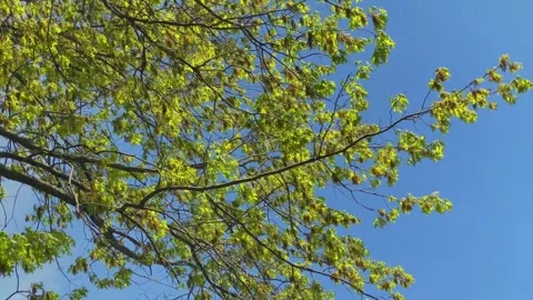 Springtime Maple Tree Branches with New Leaves and Seed Pods Against a Clea.. Video stock 295740680