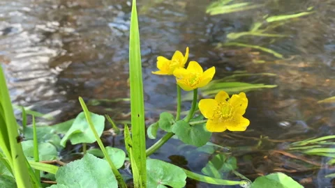 Springtime. Marsh marigolds bloom in a flowing body of water 스톡 동영상 153479579