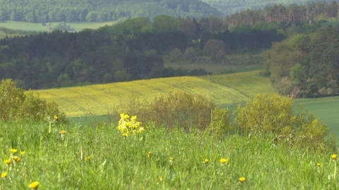 Springtime meadow landscape with flowers Stock Footage 271361610