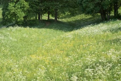 Springtime meadow Stock Photos