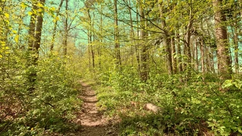 Springtime mood in the forest, walking on forest paths Video stock 334591251
