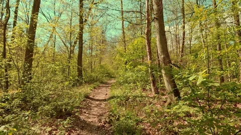 Springtime mood in the forest, walking on forest paths Video stock 334591653